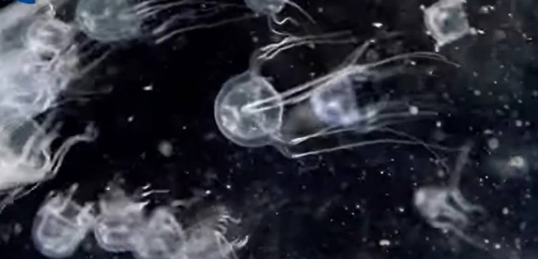 24 gözü var, şeffaf ve renksiz gövdeli! Bilim insanları bile şaşkın, ne kadar tehlikeli olduğu bilinmiyor 7